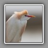 Cattle Egret (1)